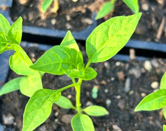 Thai Pepper -Thailand bird's eye chili pepper plant- hot pepper plant