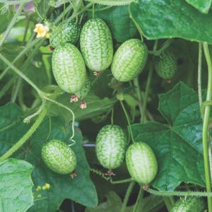 Cucamelon plant starts,Mouse Melon, Tiny Cucumbers, Melothria scabra Sour,Gherkin plants, small cucumber plant