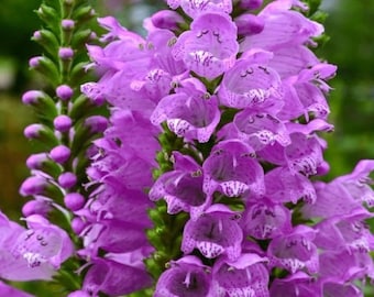 Live Obedient Plant (Physostegia Virginiana Pink)