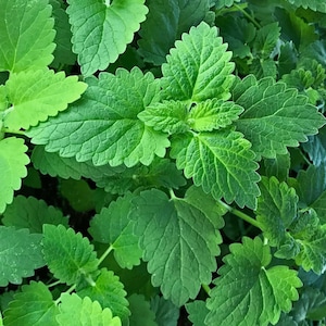 May include: Close-up of vibrant green catnip leaves. The leaves have a textured surface and a serrated edge. The image showcases the plant's fresh, healthy appearance, with varying shades of green.