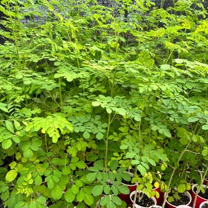2 Large, Moringa Plant , 2-3 ft plant,moringa oliefera plant, malunggay , drumstick plant, mornings plant
