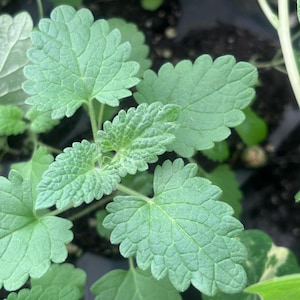 May include: Close-up of green catnip plant leaves. The leaves have a textured surface with a scalloped edge. The plant is in a dark container, with other green plants in the background.