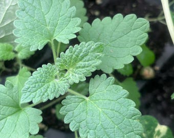 Lemon Catnip, Catnip plant Lemon scented, lemon scented Catnip plant starts