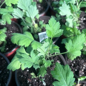 May include: Close-up of several small potted plants with green, leafy foliage. The plants are in black plastic pots filled with dark soil. A small white tag is visible on one pot. The plants appear to be seedlings.