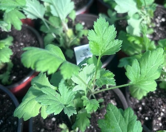 Mugwort plant in a 4'' pot,  Medicinal Herb Mugwort (Artemisia vulgaris) seedling - Herb Plant