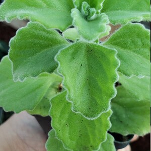 May include: Close-up of a green plant with textured, scalloped leaves and a fuzzy, white edge. The plant is in a small black pot, held by a hand. The background shows other plants.
