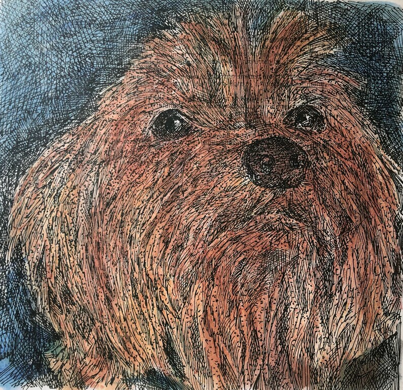 Silkie Terrier