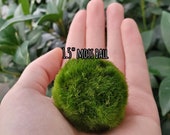 Marimo Moss Balls 1 quot -2 quot NO Zebra Mussels Live Aquarium Plant Terrarium DIY Japanese Moss Ball