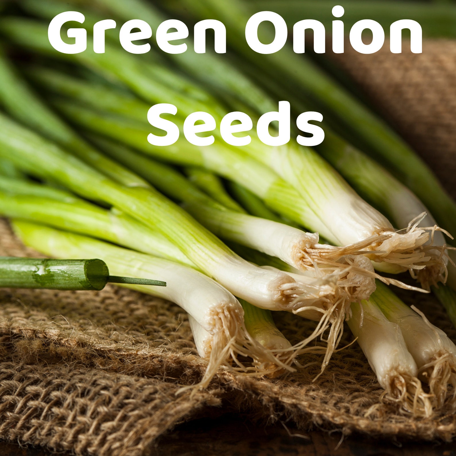 Green Onion Organic Seeds Scallion Seeds Fruit Herbs and Etsy