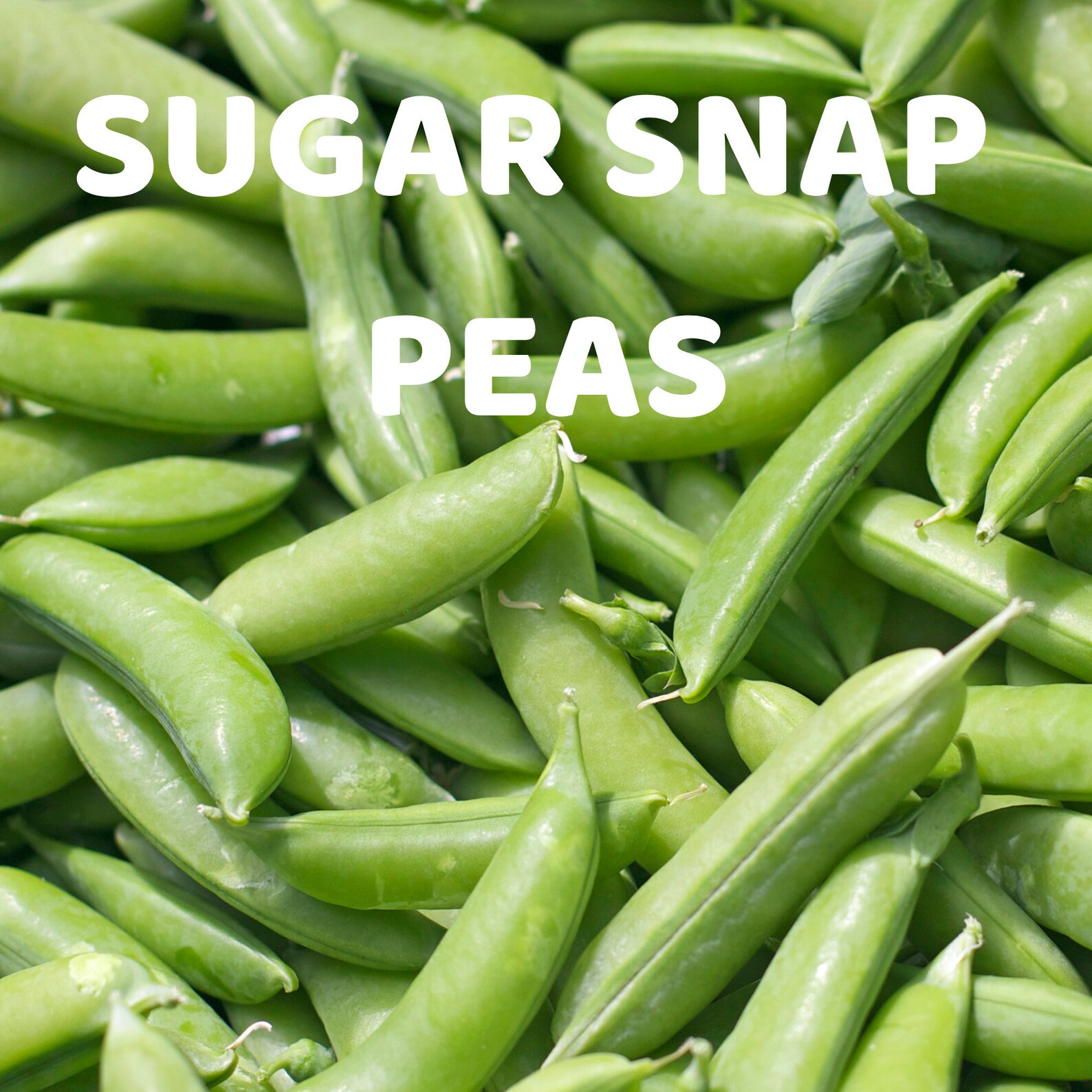 Sugar Snap Pea Organic Seeds Fruits Herbs and Vegetable Etsy Denmark