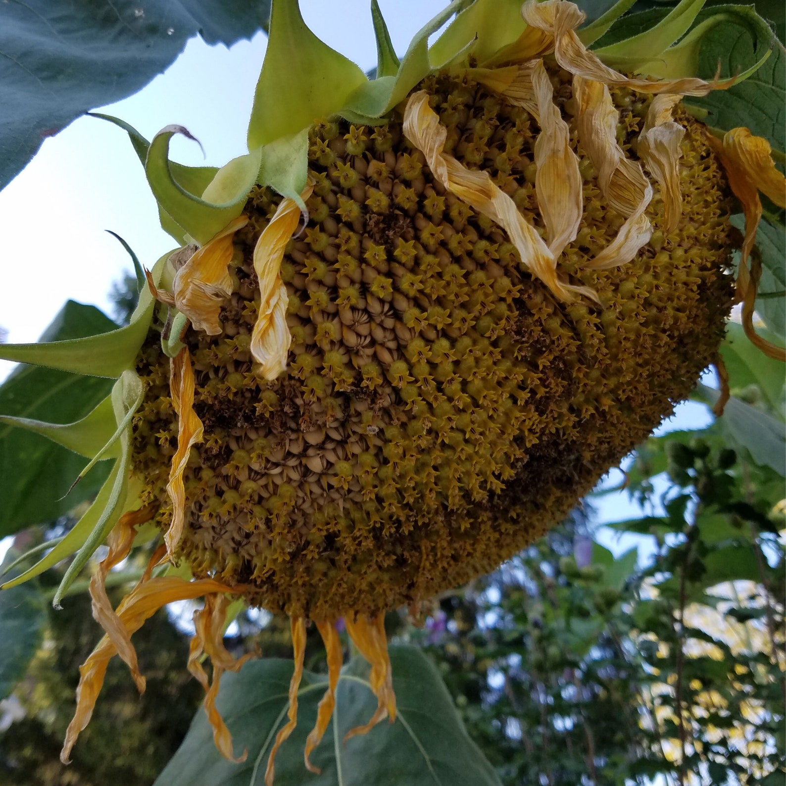 Mammoth Russian Sunflower Seeds 712' Tall organic Etsy