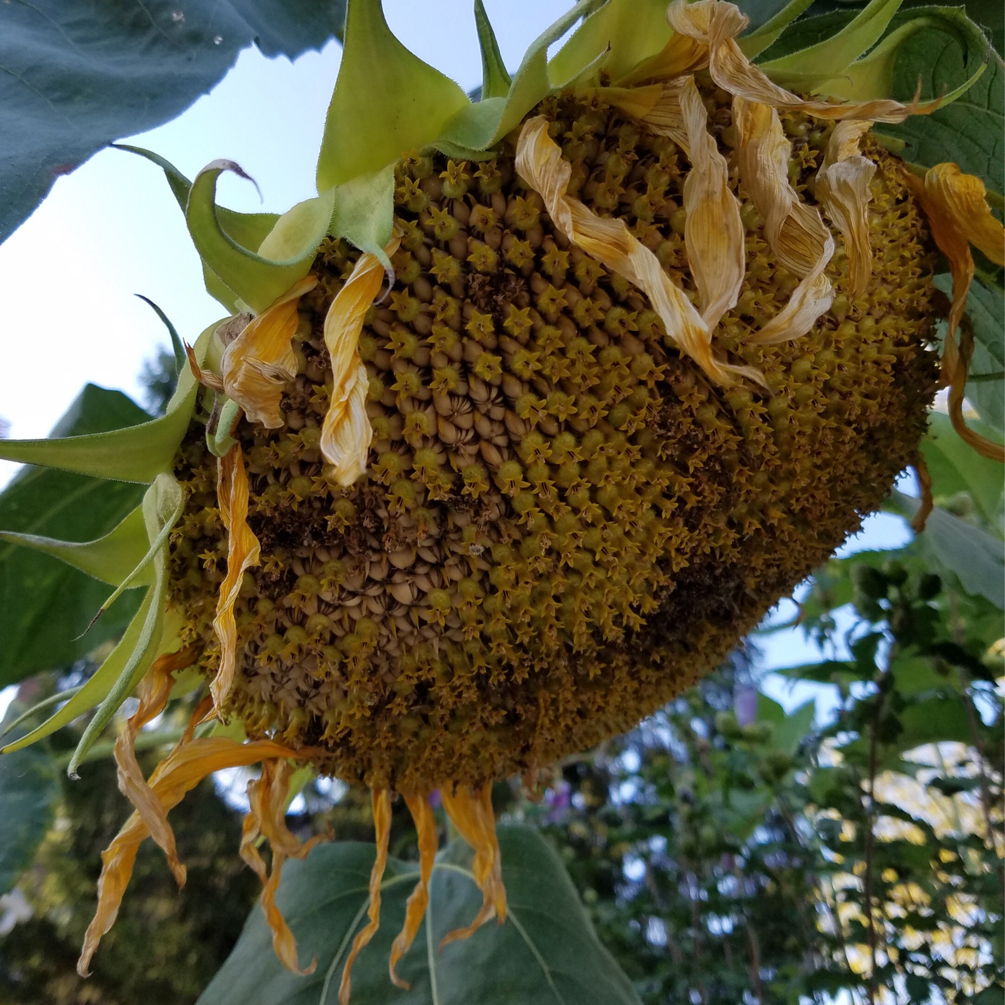 Mammoth Russian Sunflower Seeds 712' Tall Organic Etsy