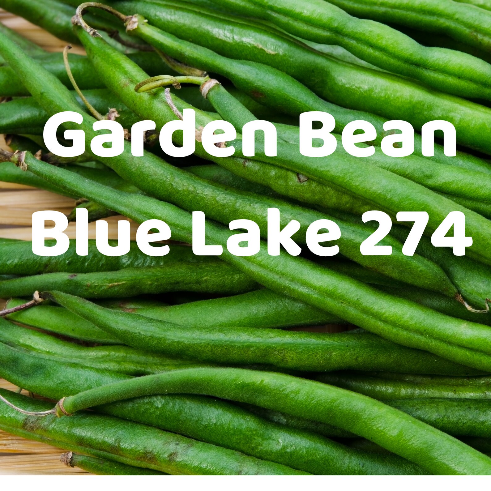 Garden BeanBlue Lake 274 Bush Organic Seeds Fruits Herbs Etsy