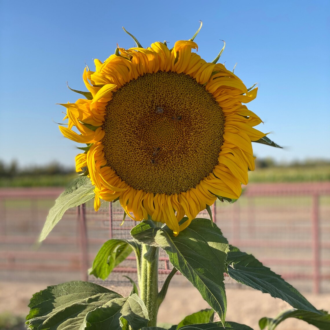 Mammoth Russian Sunflower Seeds 712' Tall organic Etsy