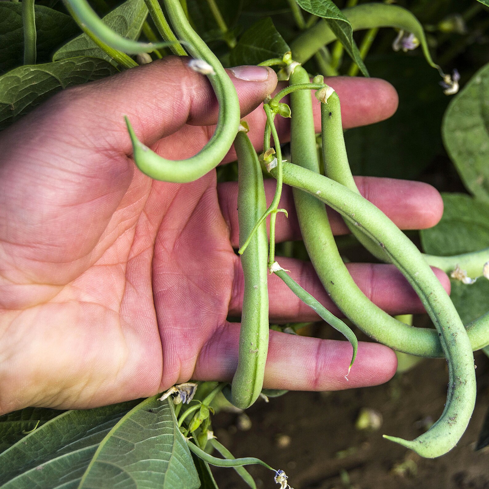 Garden BeanBlue Lake 274 Bush Organic Seeds Fruits Herbs Etsy