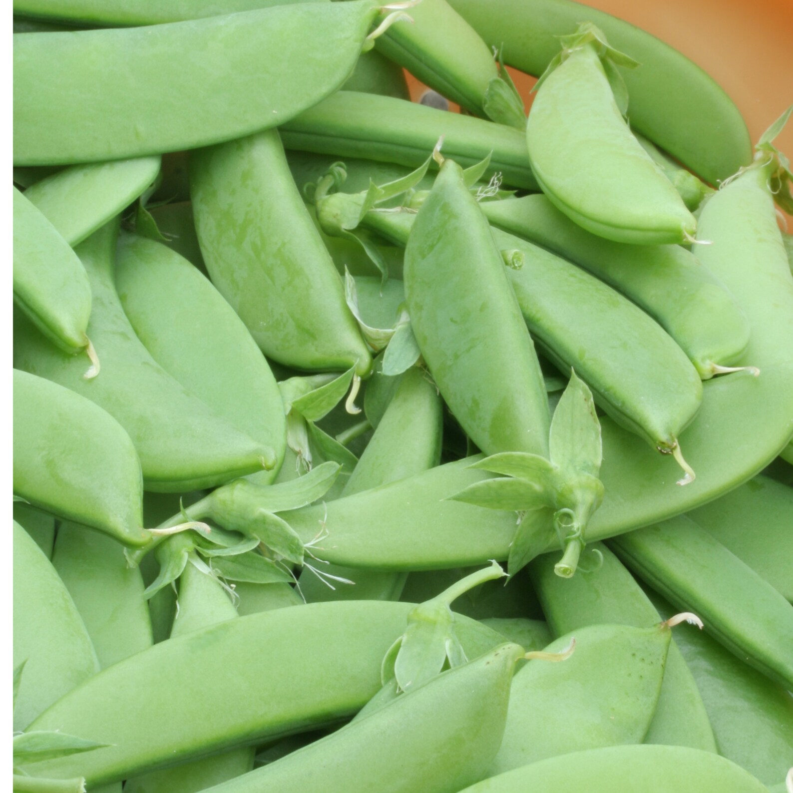 Sugar Snap Pea Organic Seeds Fruits Herbs and Vegetable Etsy Denmark