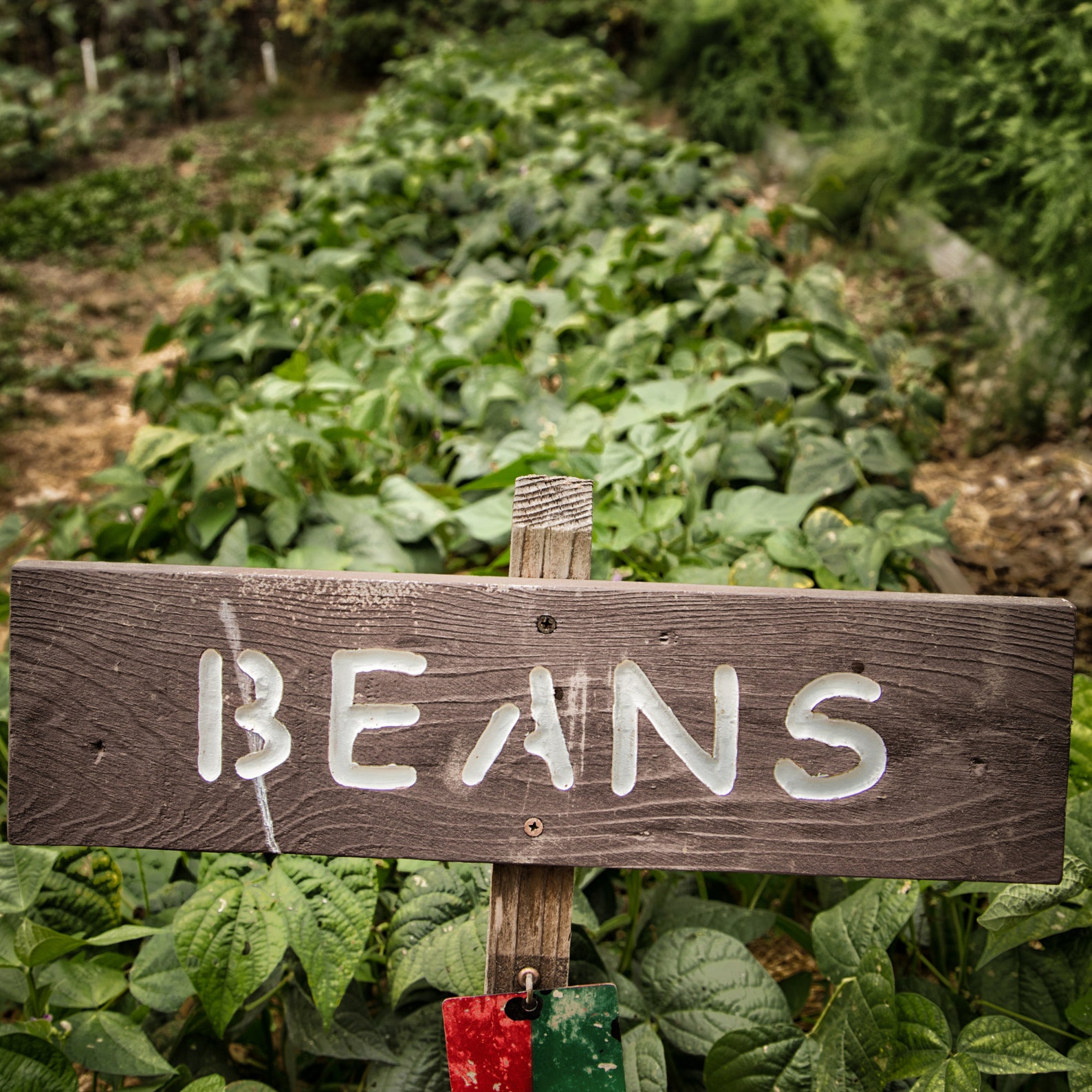 Garden BeanBlue Lake 274 Bush Organic Seeds Fruits Herbs Etsy