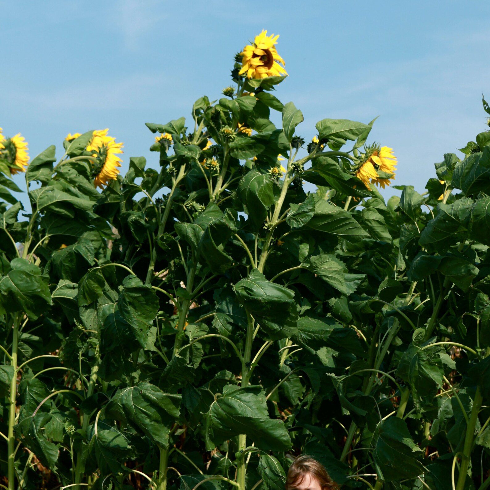 Mammoth Russian Sunflower Seeds 712' Tall Organic Etsy