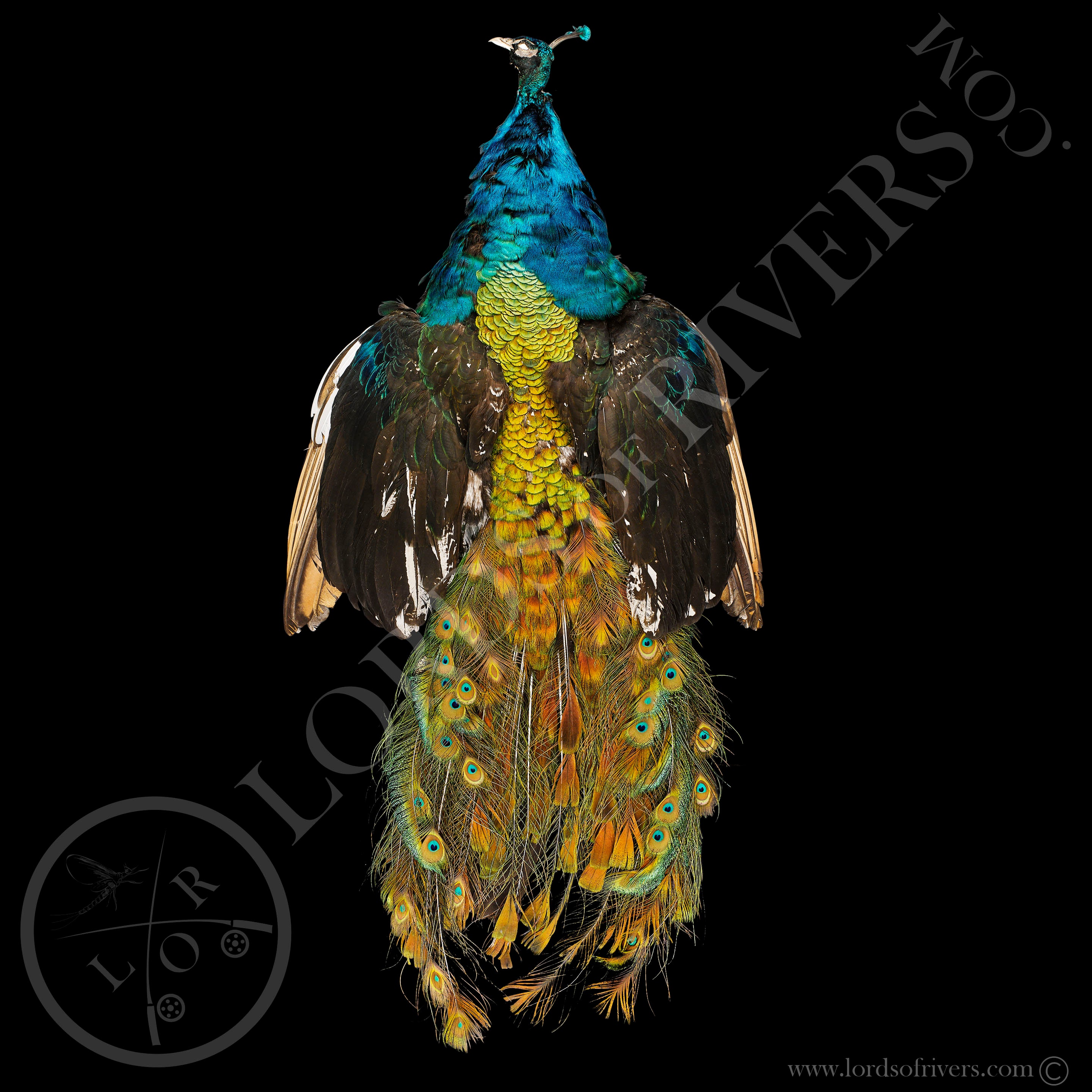 Exotic Feathers Fly Tying UK