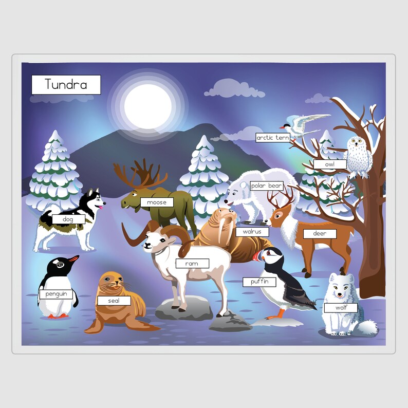 Habitat Placemats Habitat Mats Tundra Habitat Rainforest Etsy