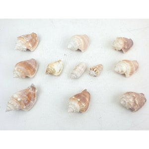Lot of 11 Natural Sea Shells 2-3&quot; Fighting Conch & Lettered Olive Aquarium Decor