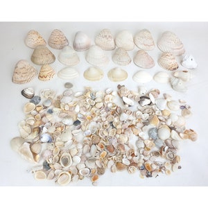 Vintage Lot Of 4lbs Assorted Natural Seashells Crafts Decorating Aquarium Ocean
