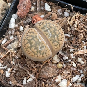 Lithops aucampiae rock flower mountain rock stone rare succulent live plant image 5