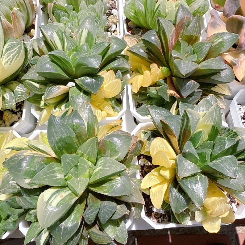 lilpotpot Haworthia retusa
