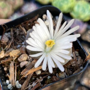 Lithops aucampiae rock flower mountain rock stone rare succulent live plant image 2