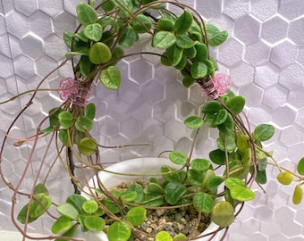 Hoya Vangviengiensis in 4.5