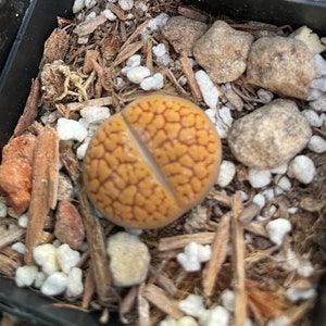 Lithops aucampiae rock flower mountain rock stone rare succulent live plant image 3