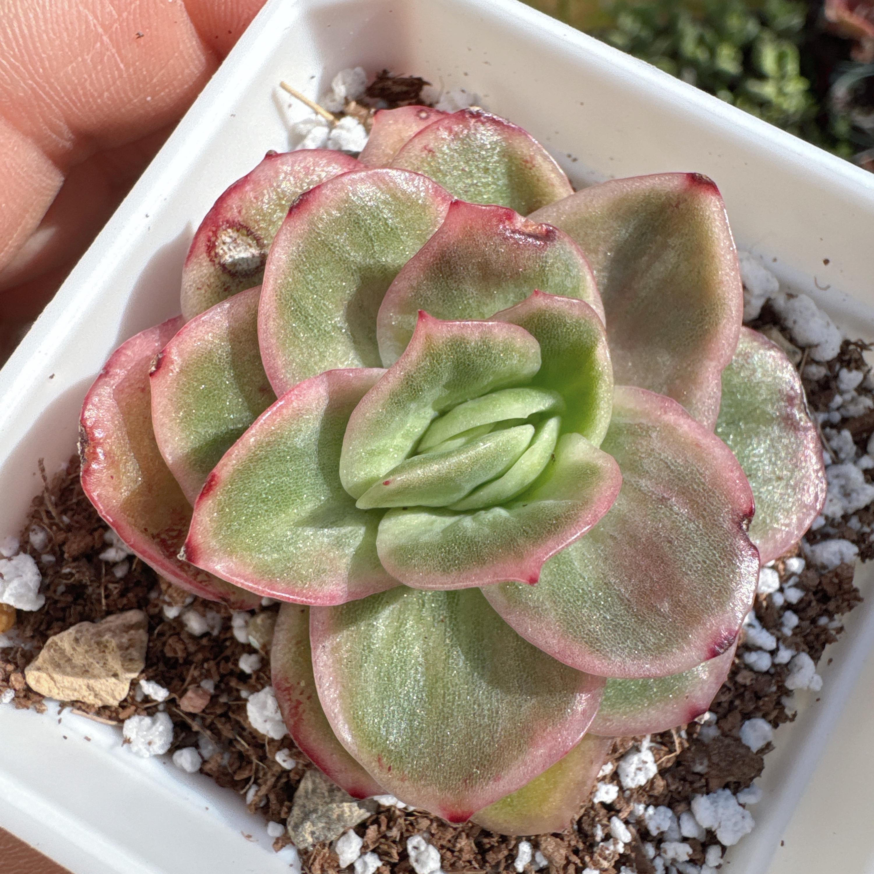 エンパス錦　Echeveria empas variegated FREE Shipping | Variegated Echeveria Iced Rose | Rare Succulent