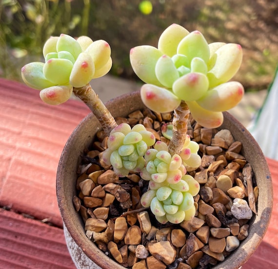 FREE Shipping |sedum Clavatum | Rare Succulent Live Plant - Etsy