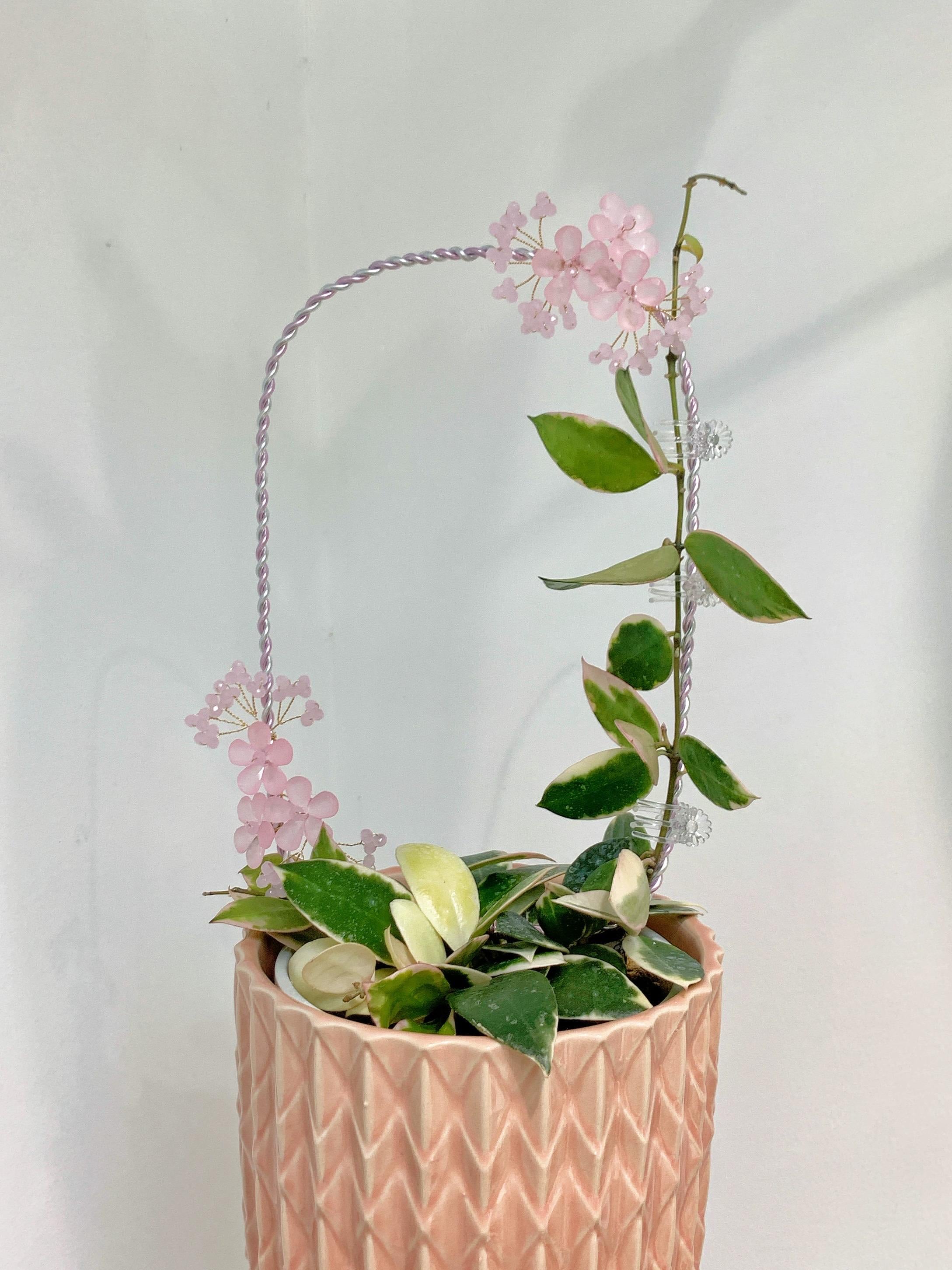 glckskastanie 150 cm Pachira aquatica - Glckskastanie :21 H:80 cm - Pflanzen sicher zu dir  nach Hause