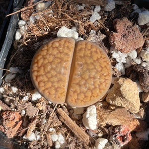 Lithops aucampiae rock flower mountain rock stone rare succulent live plant image 6