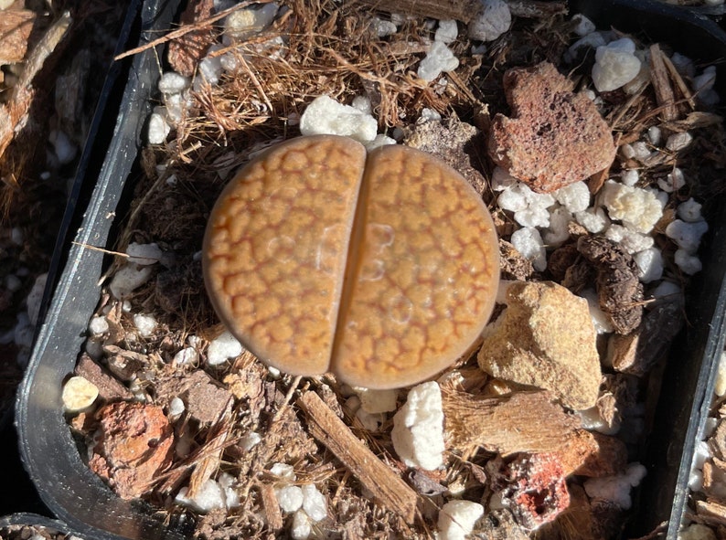 Lithops aucampiae rock flower mountain rock stone rare succulent live plant image 6