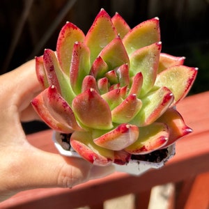 Echeveria agavoides frank | rare succulent live plant