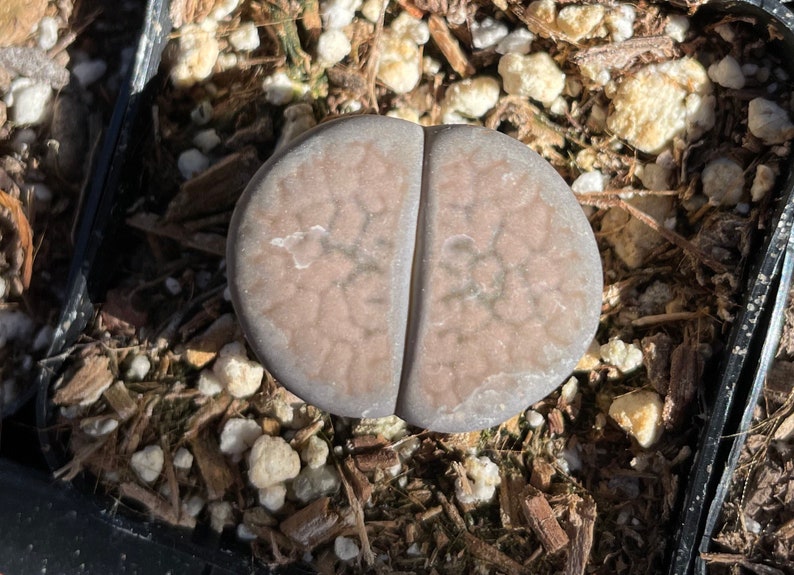 Lithops aucampiae rock flower mountain rock stone rare succulent live plant image 7