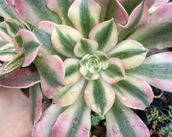 Aeonium pink witch cluster variegated | rare succulent live plant