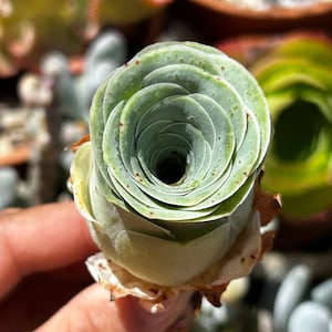 FREE shipping | Aeonium greenovia aurerum | mountain rose | rare succulent live plant