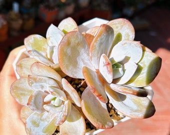 Echeveria cream tea cluster | rare succulent live plant