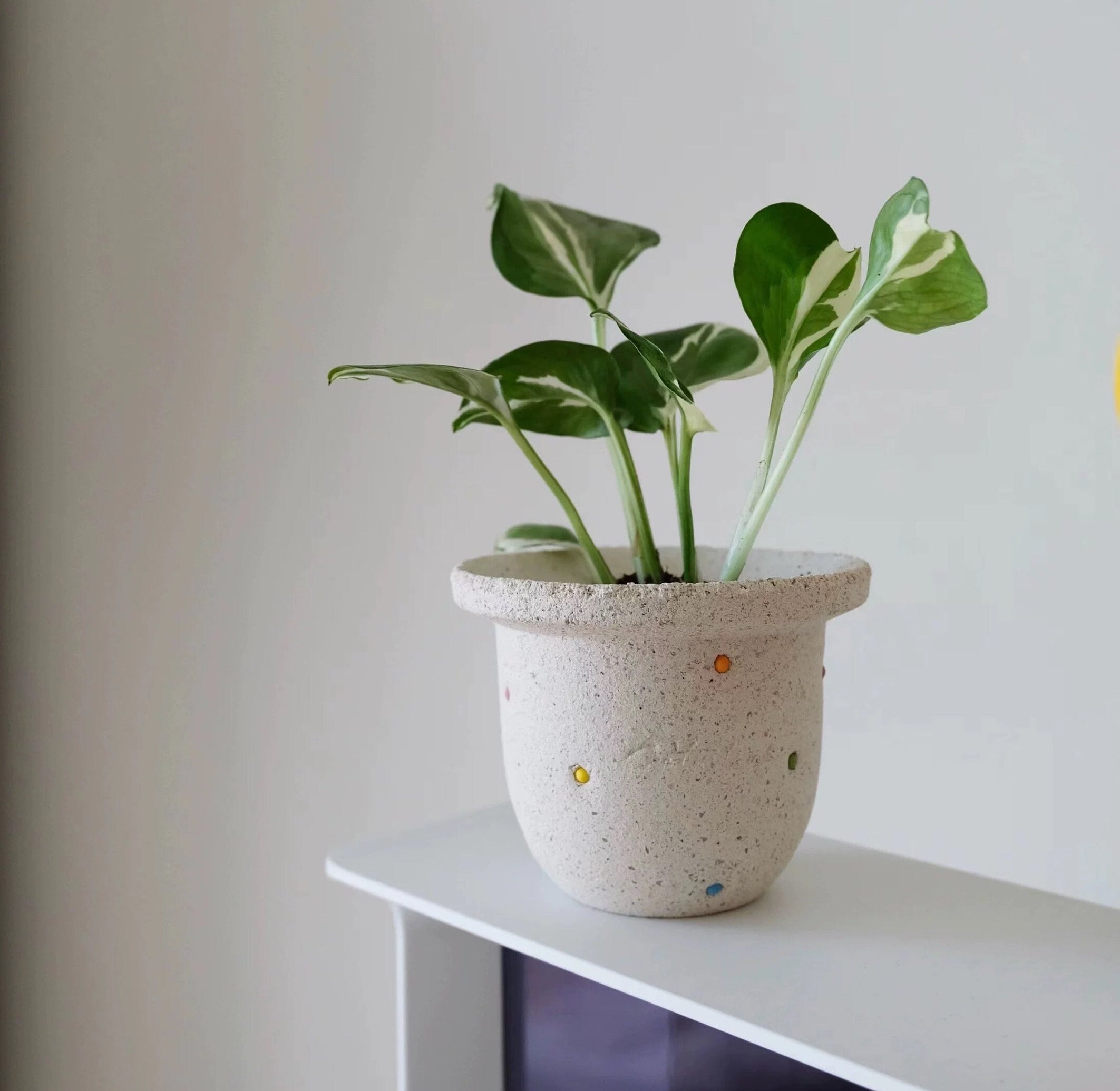FREE Shipping | HANDMADE Oli's polka dot planter pot