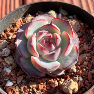 Echeveria marcel | rare succulent live plant