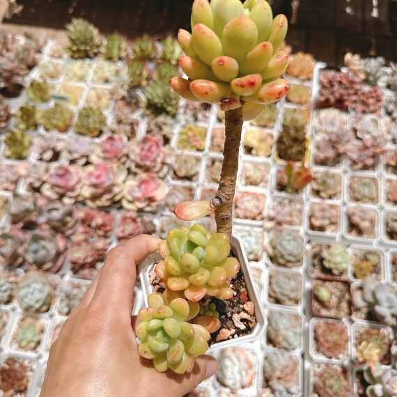 moonsilver succulent Pachyphytum 'Moon Silver' main image 1
