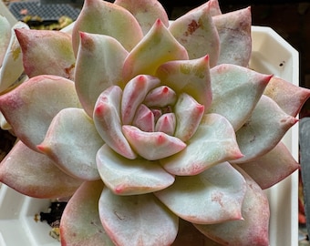 FREE Shipping |Echeveria pink blue bird | rare succulent live plant | 粉蓝鸟