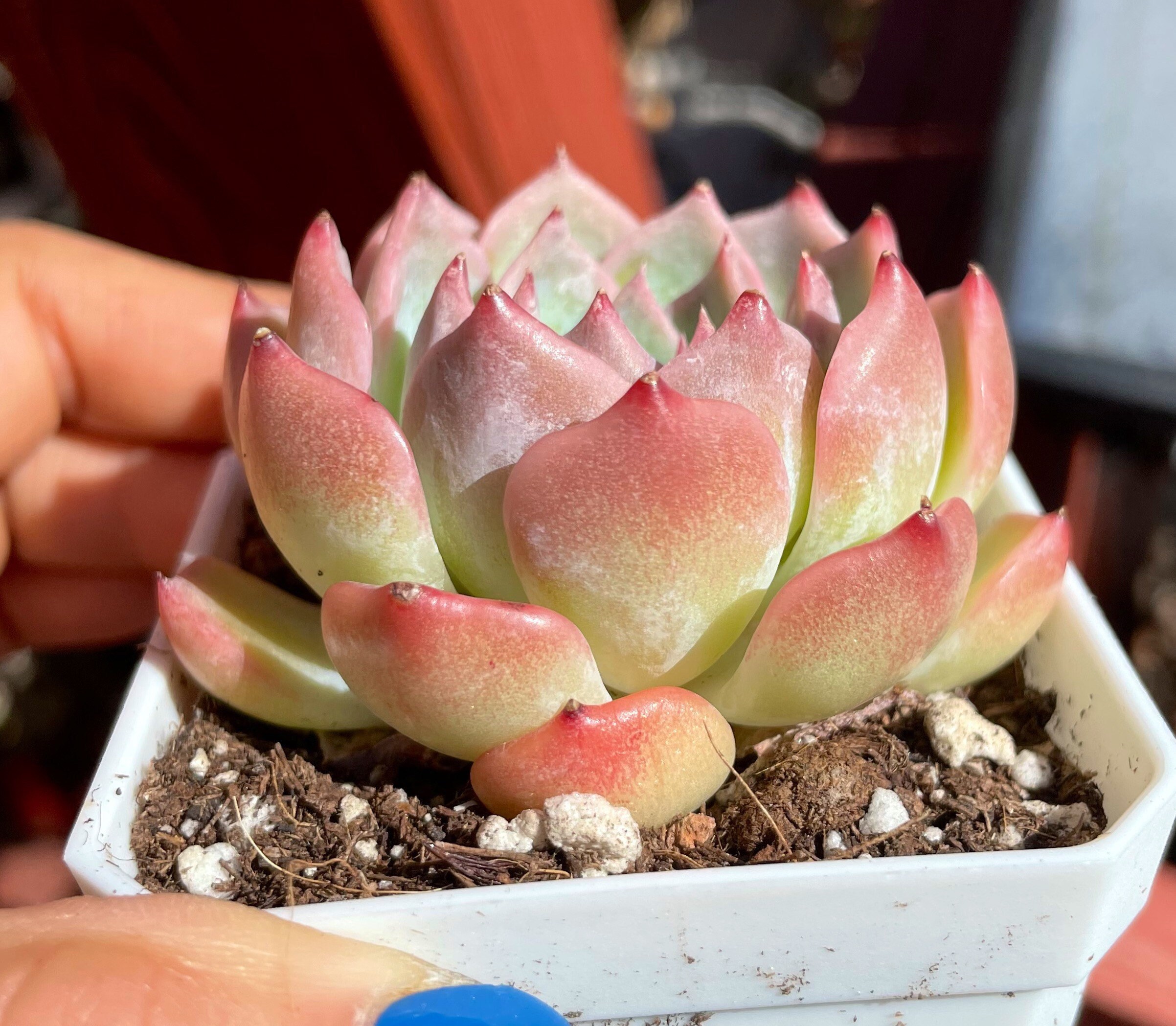 Echeveria Amazing Grace Rare Succulent Live Plant Etsy