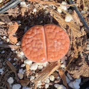 Lithops aucampiae rock flower mountain rock stone rare succulent live plant image 4