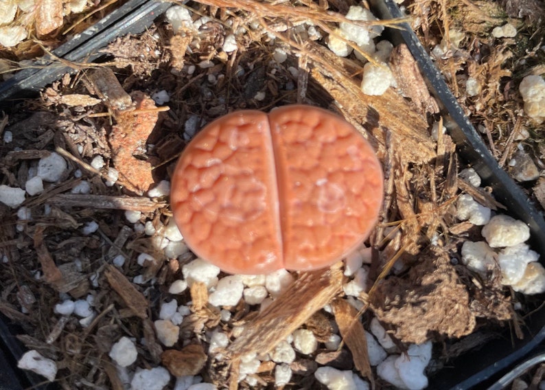 Lithops aucampiae rock flower mountain rock stone rare succulent live plant image 4