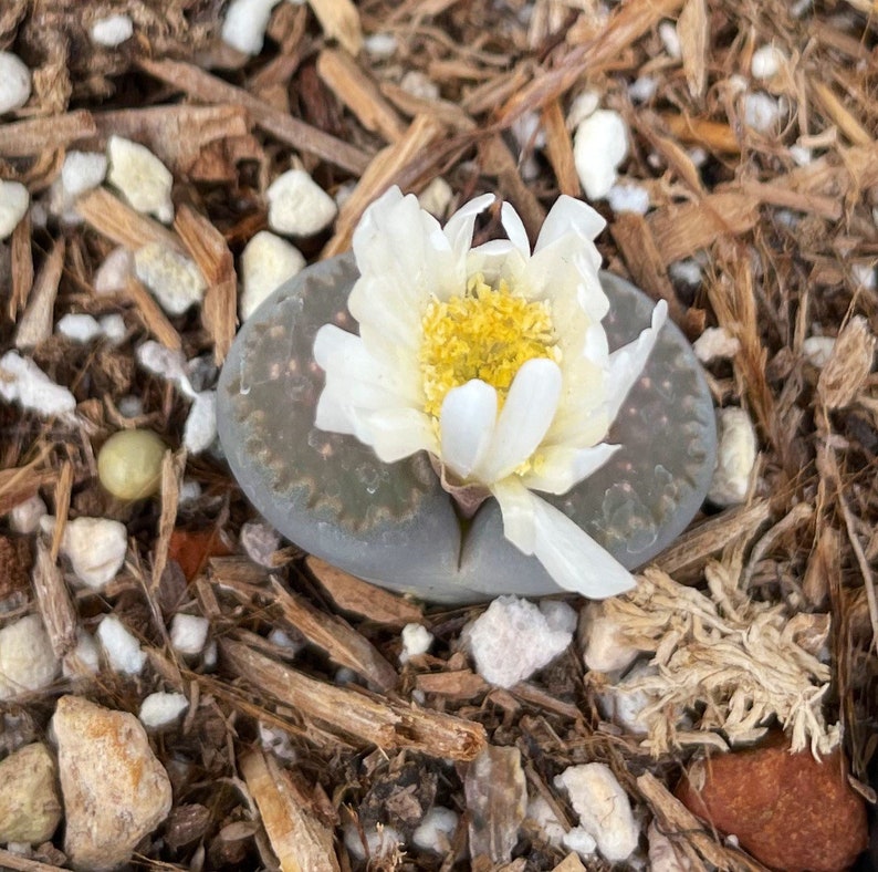 Lithops aucampiae rock flower mountain rock stone rare succulent live plant image 1