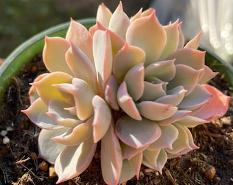 FREE Shipping |Echeveria subsessilis | rare succulent live plant